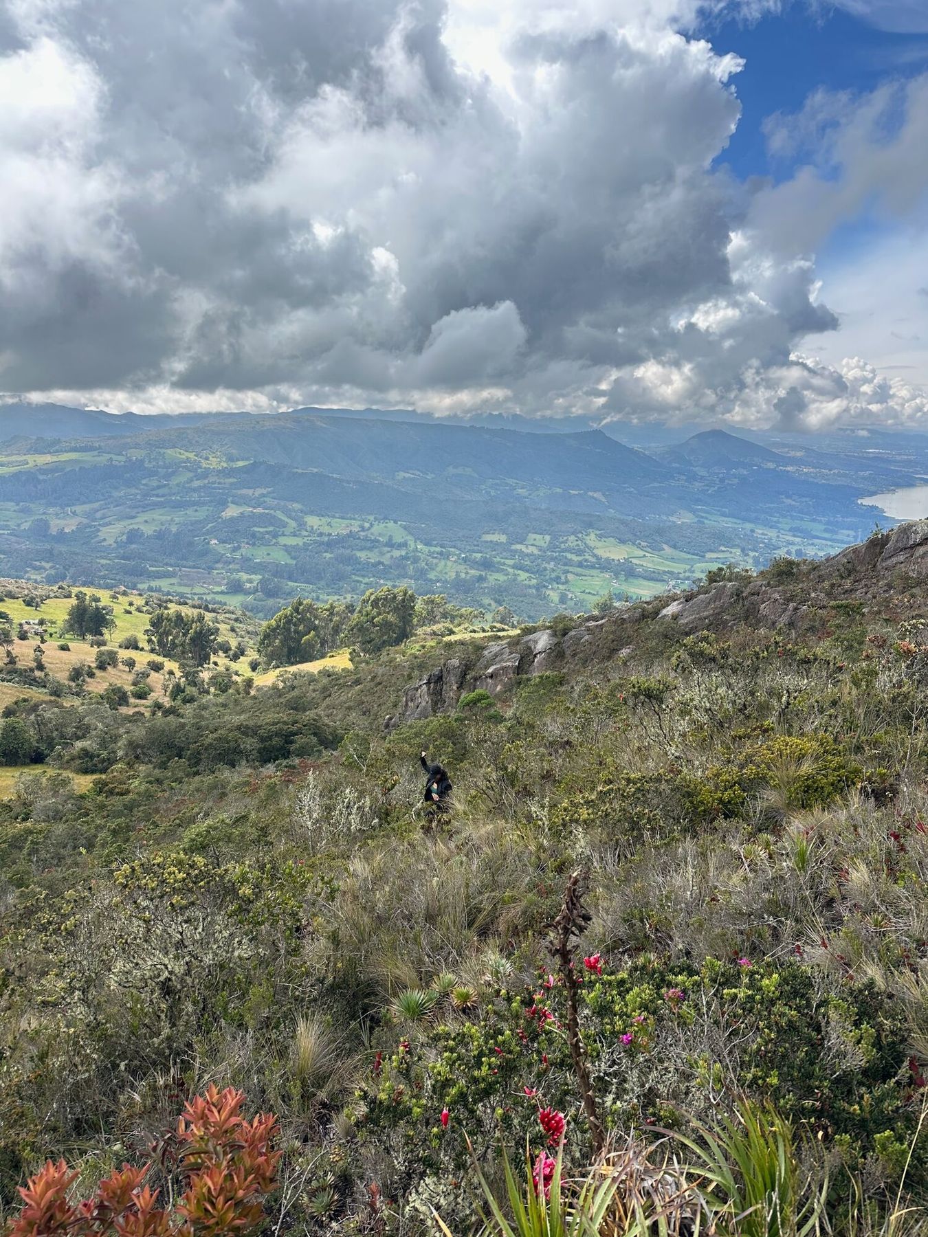A walker on a páramo trail among red flowers, the valley and mountains beyond